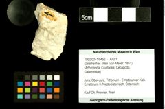 Foto (Objekt + Etiketten) von Galatheithes zitteli (von Meyer, 1851) 